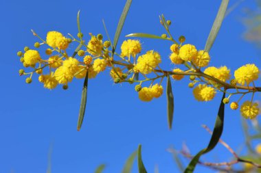 Akasya 'nın sarı çiçekleri mavi gökyüzü arka planında satılıyor.