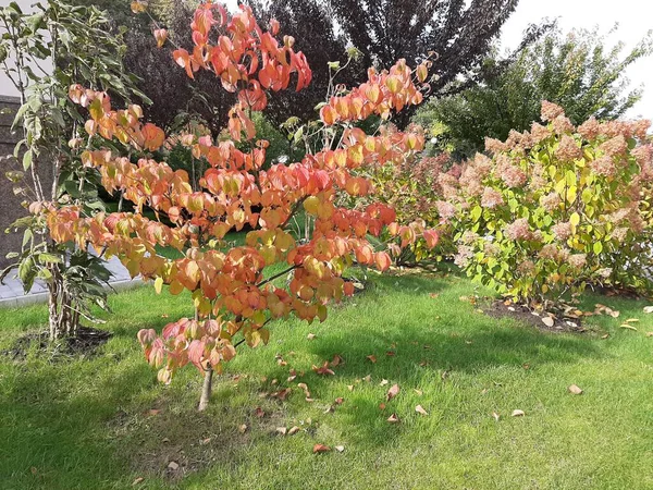 Ağaçlar ve yapraklarla dolu güzel sonbahar manzarası