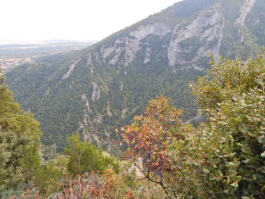Ormanın güzel manzarası Yunanistan 'da