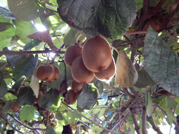 Kivi böyle yetişir, Yunanistan