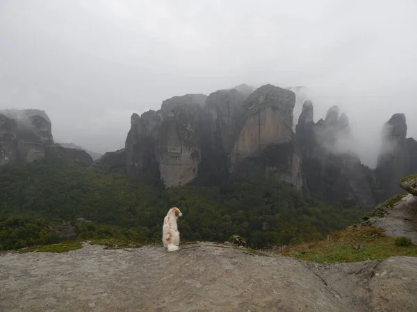 Meteor 'un önündeki köpek, sisin içindeki dağları görüyor.