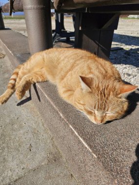 Kedi sokakta uyuyor.