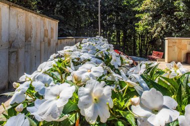 beyaz ve yeşil çiçek