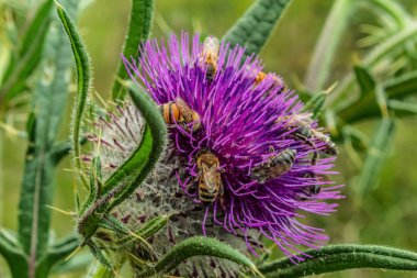Güzel çiçeklerin güzel manzarasını kapat.