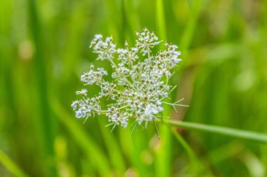 Bulanık arkaplanı olan güzel beyaz bir çiçeğe yaklaş..