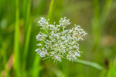 Bahçedeki yeşil çimenler