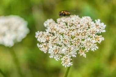 Tarlada beyaz çiçekler