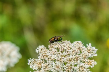 Bal arısı vahşi doğada çiçeklerin üstünde