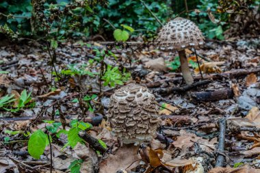 Toadstool ormanda büyüyor.