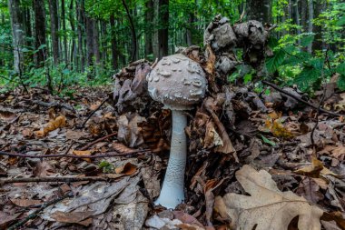 Ormanda beyaz ve beyaz mantar