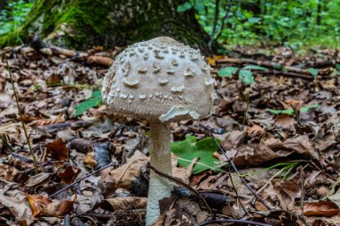 sonbahar ormanda mantar