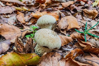 Ormandaki mantarlar.