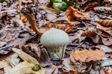 Sonbaharda ormanda mantar