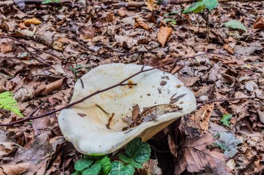 Sonbaharda ormandaki yeşil bir yosun üzerinde dikey mantar çekimi.