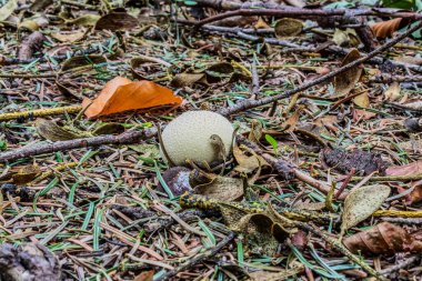 Ormandaki bir ağaçtaki mantarın yakın plan çekimi.