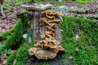 mushrooms growing on the stump