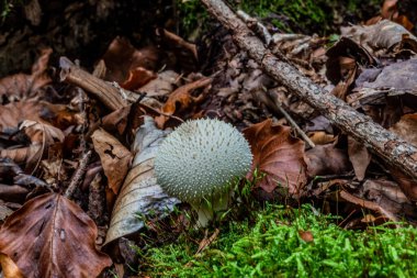 Yeşil yosunlu beyaz bir mantar.
