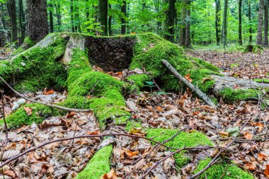 Ağaç gövdesindeki yeşil yosunların dikey görüntüsü.