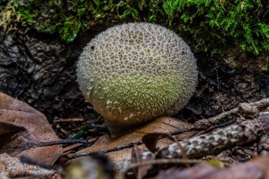 Bir mantara yakın, ormanda, yakın çekim.