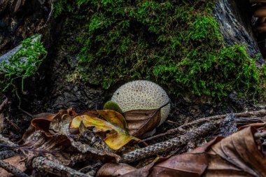 Yakın çekim - yosun üzerinde mantar