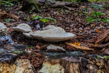 Ormanda beyaz mantarlar