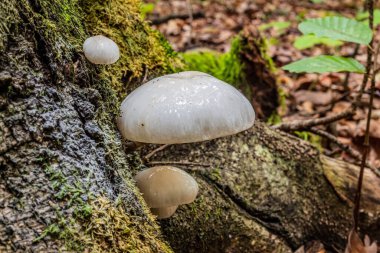 Ormanda büyüyen beyaz mantar.