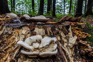 Ormandaki mantarlar, bitkiler ve yapraklar