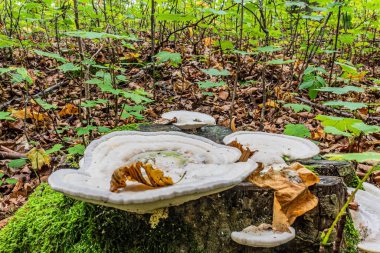 Ormandaki mantarlar, kapatın.