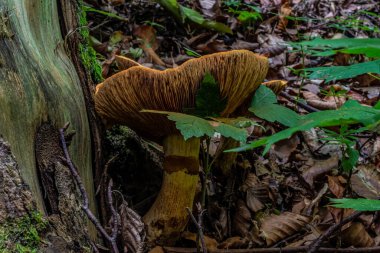 Ormandaki bir mantarı kapat.