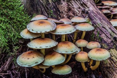 Ormandaki mantarlar, kapatın.