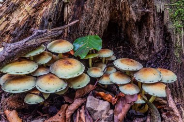 Ormanda büyüyen mantarlar