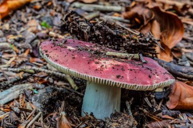 Mantar ormanındaki mantarlar