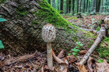 Ormanda mantar, yakın - yakın -.