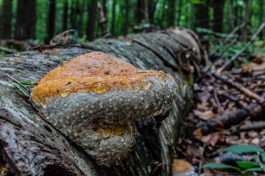Sonbaharda ormandaki mantarlar