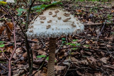 Ormanda beyaz mantar