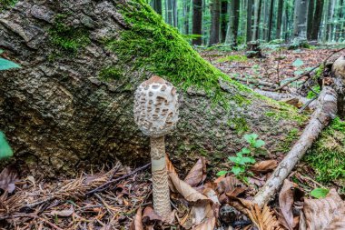 Güneşli bir günde çam ormanında mantar.