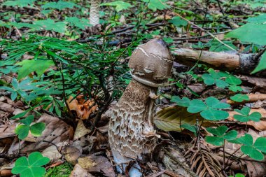 Ormanda mantar mantarı