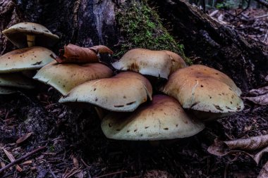 Ağaç kütüğü üzerinde mantar