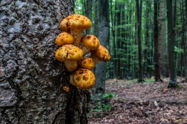 Makro fotoğraf, Hayvanlar, Doğa - Siyah beyaz fotoğraflar, tek renkli fotoğraflar - urope, Doğu Avrupa
