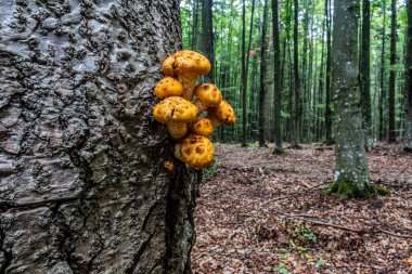 Ormandaki ağaçta büyük bir grup kırmızı mantar.
