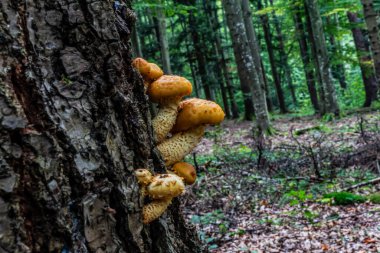Ağaçtaki mantarlar