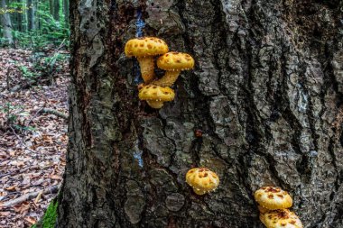 Sonbahar ormanında bir ağacın gövdesinde büyüyen mantar.