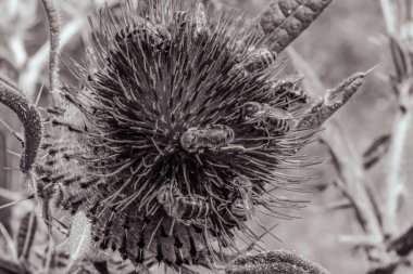 Tarladaki devedikeni yakından izle.