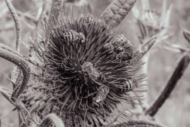 Bahçedeki kaktüse yakın.