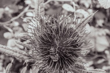 Siyah beyaz bir çiçeğe yaklaş.