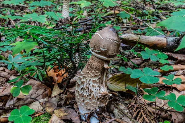 Ormanda mantar mantarı