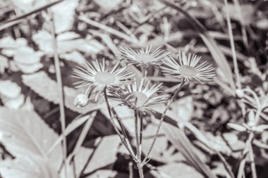 Bahçedeki güzel çiçekler