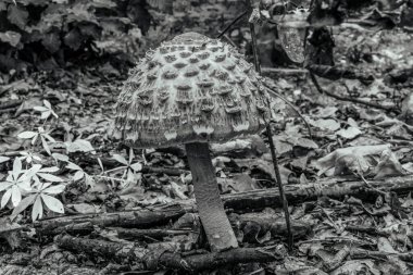 Ormanda yetişen mantarlar.