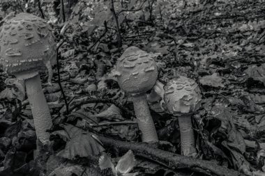 Ormanda mantar, bitki örtüsü ve yapraklar