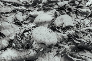 sonbahar ormandaki taze mantar